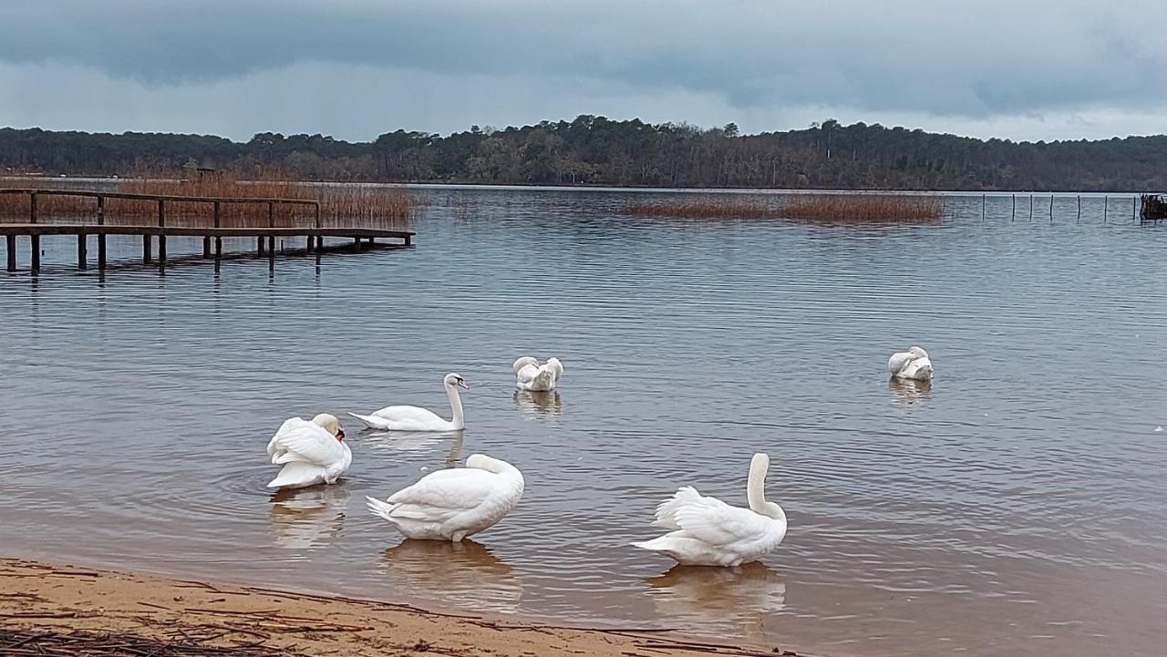 T2, 50M Du Lac, Piscine, Wifi, Jardin Terrasse Sans Vis-A-Vis, 1 A 4 Pers Aureilhan  Buitenkant foto